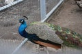 Handsome peacock lives in a zoo