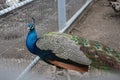 Handsome peacock lives in a zoo