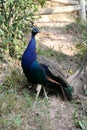 Handsome peacock