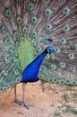 Handsome peacock spread his tail and poses in front of the camera