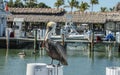 Handsome pelican perches in front of pier with boats tied up and grass roofed building and palm trees in tropical Florida Keys