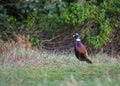 Pheasant  showing plumage Royalty Free Stock Photo