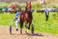 Handsome purebred horse and driver harness racing Bulgaria Royalty Free Stock Photo