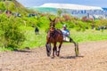 Handsome purebred horse and driver harness racing Bulgaria Royalty Free Stock Photo