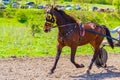 Handsome purebred horse and driver harness racing Bulgaria Royalty Free Stock Photo