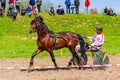 Handsome purebred horse and driver harness racing Bulgaria Royalty Free Stock Photo