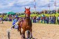 Handsome purebred horse and driver harness racing Bulgaria Royalty Free Stock Photo