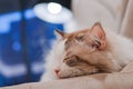 Handsome ragdoll cat sleep deep Royalty Free Stock Photo