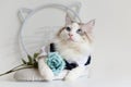 Handsome ragdoll cat in suit hold flower Royalty Free Stock Photo