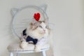 Handsome ragdoll cat in suit, red rose on head Royalty Free Stock Photo