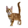 Handsome red Maine Coon cat on white background