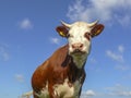 Handsome red pied young cow with white horns and pink nose, low view, against a blue cloudy sky