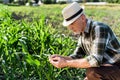 handsome self-employed farmer in straw hat sitting near green corn field.