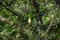 Serin Royalty Free Stock Photo