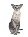 Handsome siamese tabby male adult cat on white background