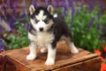 Siberian Husky Puppy Standing on Wooden Crate Royalty Free Stock Photo