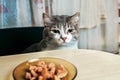 A handsome smart cat sits in a chair at the table and looks at a bowl of food. An obedient pet as a member of the family