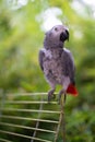 handsome and the smartest African gray parrot Jaco