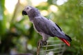 handsome and the smartest African gray parrot Jaco