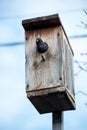 Handsome Starling sits on the wires and looks out of the birdhouse