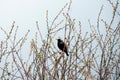 Handsome Starling sits on the wires and looks out of the birdhouse