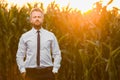 Handsome, stylish, blonde, businessman standing in the middle of green and yellow corn field during sunrise Royalty Free Stock Photo