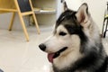 Handsome Syberian Husky Royalty Free Stock Photo