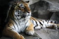 Handsome tiger resting Royalty Free Stock Photo