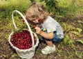 Handsome toddler looking at a white wicker basket full of cherries on the ground