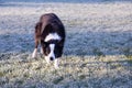 Handsome unleashed border collie dog crouching in herding position in frosted grass