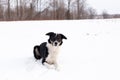 Handsome unleashed border collie dog lying in snowy field with alert expression