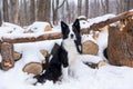 Handsome unleashed border collie dog sitting in snow with alert expression next to wooded area