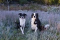 Handsome unleashed pair of border collie dogs sitting in frosted grasses staring