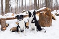 Handsome unleashed pair of border collie dogs sitting in snow with patient expression next to wooded area