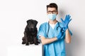 Handsome vet doctor in veterinarian clinic put on gloves and medical mask, examining cute little dog pug, white Royalty Free Stock Photo