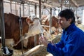 Veterinarian holding syringe in front of cows in stable Royalty Free Stock Photo