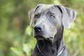 Handsome Weimaraner mix breed dog profile portrait