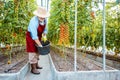 Senior man growing tomatoes in the hothouse