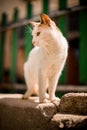 handsome white cat with red spots stands on stone outside on blurry background
