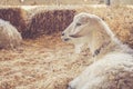 Handsome white goat with luxurious fur relaxes among bales of hay at the country fair