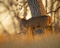 Handsome Whitetail Deer Buck walks through woodlot during fall hunting season Royalty Free Stock Photo