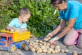 A handsome 4-5 year old boy puts potatoes in a toy truck in the garden. Grandson and grandmother are harvesting an autumn crop. An