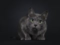 Adult Korat cat on black background