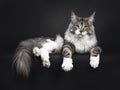 Handsome young adult Maine Coon on black