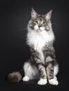 Handsome young adult Maine Coon on black