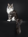 Handsome young adult Maine Coon on black