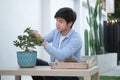 Handsome young asian man trimming bonsai tree pruning shears. Hobbies, leisure, home gardening concept Royalty Free Stock Photo