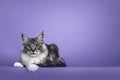 Handsome Maine Coon cat on purple background