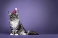 Handsome Maine Coon cat on purple background