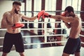 Handsome young boxers Royalty Free Stock Photo